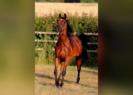 Straight Egyptian, Stallion, 2 years, 15,1 hh, Brown