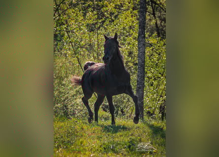 Straight Egyptian, Stallion, 3 years, 15,1 hh, Black