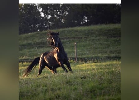 Straight Egyptian, Stallion, 6 years, 14,3 hh, Black