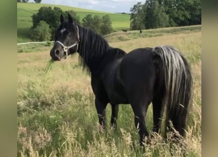 Straight Egyptian, Stallion, 7 years, 14,3 hh, Black