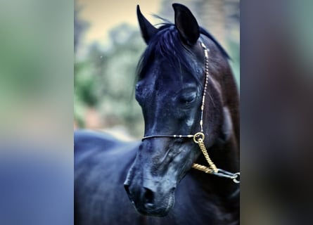 Straight Egyptian, Stallion, 8 years, 15,2 hh, Black