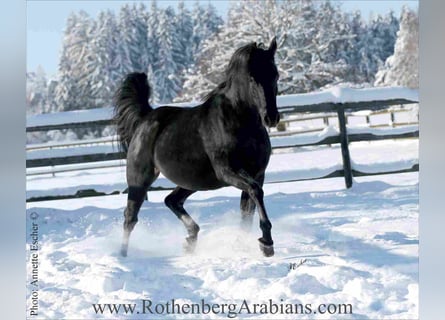 Straight Egyptian, Stallion, 17 years, 14,3 hh, Black