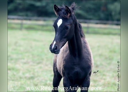 Straight Egyptian, Stallion, Foal (03/2024), 15,1 hh, Black