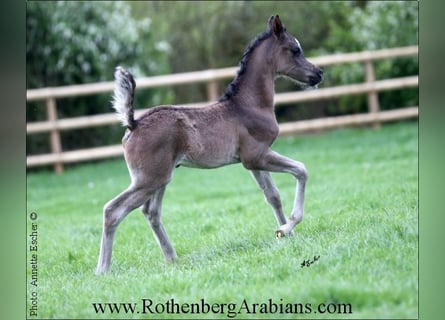 Straight Egyptian, Stallion, Foal (03/2024), 15.1 hh, Black