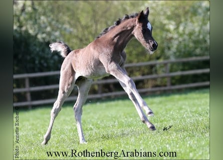 Straight Egyptian, Stallion, Foal (03/2024), 15,1 hh, Black