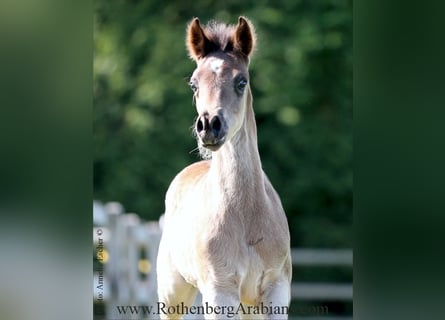 Straight Egyptian, Stallion, Foal (03/2025), 15.1 hh, Black
