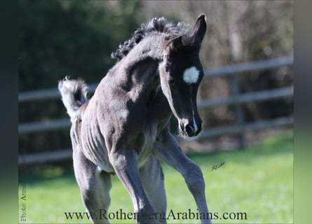 Straight Egyptian, Stallion, , 15 hh, Black