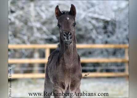 Ägyptischer Araber, Hengst, Fohlen (01/2024), 15 hh, Rappe