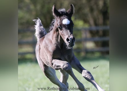 Straight Egyptian, Stallion, , 15 hh, Black