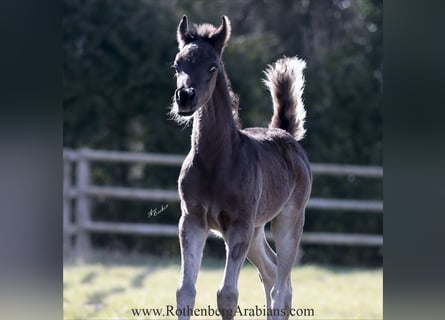 Straight Egyptian, Stallion, Foal (03/2025), 15,1 hh, Black