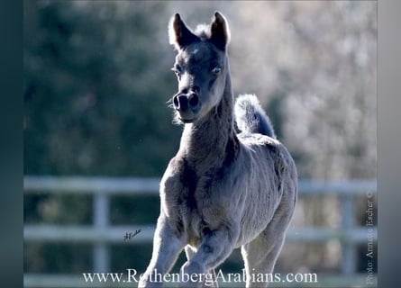 Straight Egyptian, Stallion, Foal (02/2026), 15,1 hh, Black