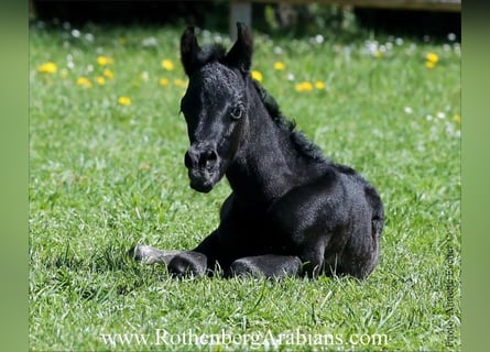 Straight Egyptian, Stallion, , 15,1 hh, Black