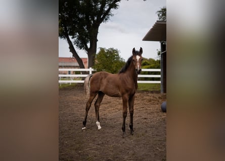 Straight Egyptian, Stallion, Foal (03/2025), 15,2 hh, Brown