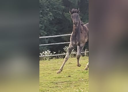 Ägyptischer Araber, Hengst, Fohlen (05/2024)