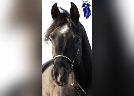 Straight Egyptian, Stallion, 4 years, 15,1 hh, Rabicano