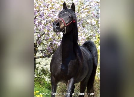 Straight Egyptian, Sto, 15 år, 150 cm, Rökfärgad svart