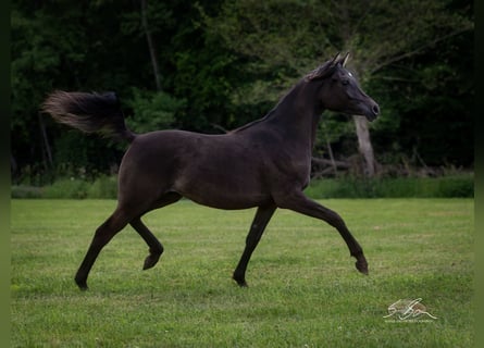 Straight Egyptian, Sto, 2 år, 150 cm, Svart
