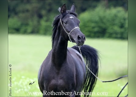 Ägyptischer Araber, Stute, 6 Jahre, 153 cm, Rappe