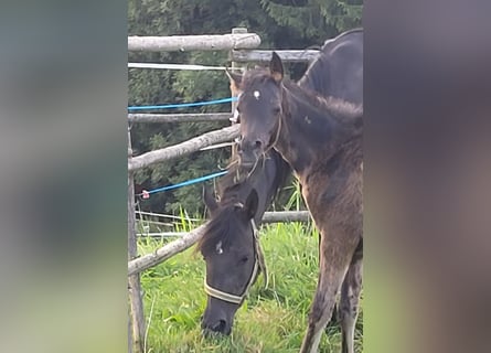 Ägyptischer Araber, Stute, Fohlen (04/2024), Rappe