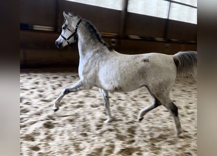 Straight Egyptian, Valack, 8 år, 150 cm, Gråskimmel