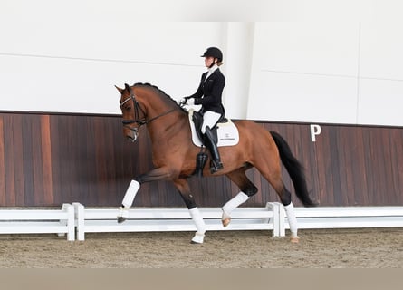 Duński koń gorącokrwisty, Ogier, 6 lat, 173 cm, Gniada