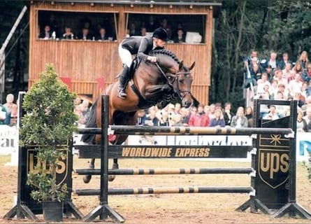 Hanoverian, Stallion, 10 years, Brown