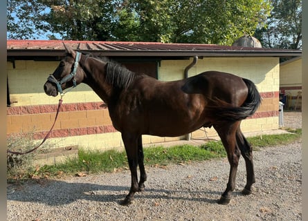 Studbook angloeuropeo, Castrone, 3 Anni, 163 cm, Baio