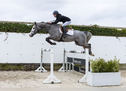 Studbook angloeuropeo, Castrone, 4 Anni, 161 cm, Grigio