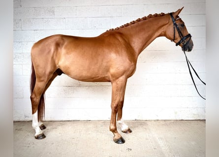 Studbook angloeuropeo, Castrone, 4 Anni, 173 cm