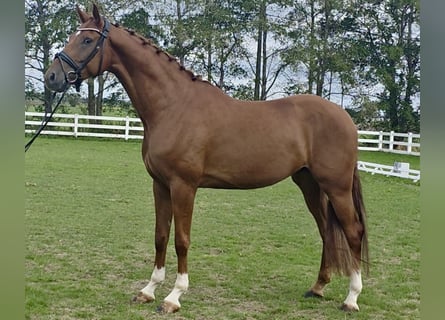 Studbook angloeuropeo, Castrone, 4 Anni, 175 cm