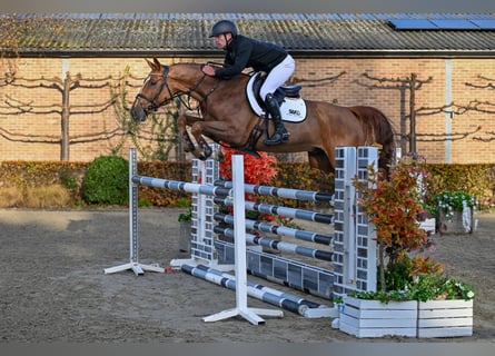 Studbook angloeuropeo, Castrone, 5 Anni, 168 cm, Sauro