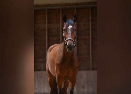 Studbook angloeuropeo, Castrone, 5 Anni, 172 cm, Baio scuro