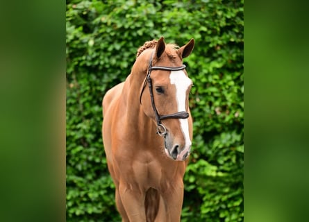 Studbook angloeuropeo, Castrone, 5 Anni, 173 cm, Sauro