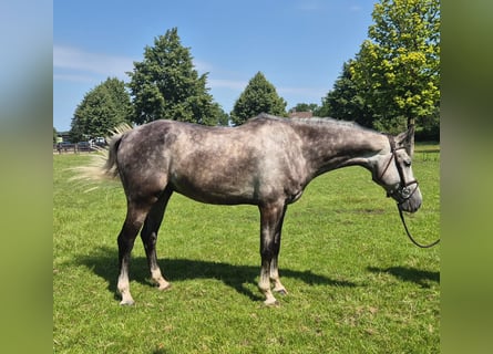 Studbook angloeuropeo, Castrone, 6 Anni, 166 cm, Grigio