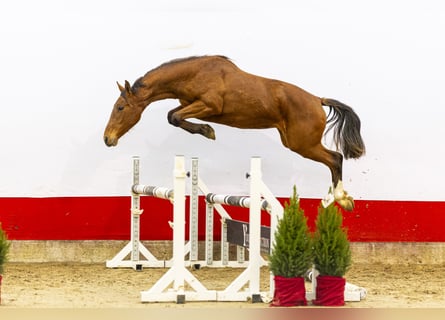 Studbook angloeuropeo, Giumenta, 2 Anni, 151 cm, Baio