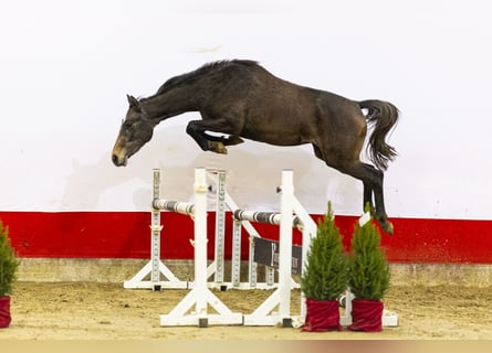 Studbook angloeuropeo, Giumenta, 2 Anni, 158 cm, Grigio