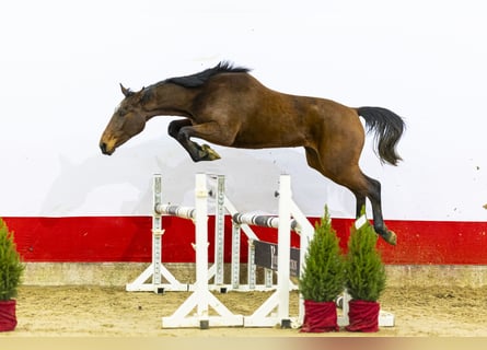 Studbook angloeuropeo, Giumenta, 2 Anni, 161 cm, Baio