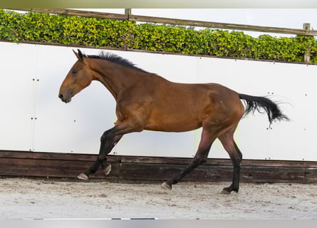 Studbook angloeuropeo, Giumenta, 2 Anni, 166 cm, Baio