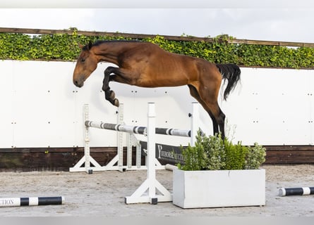 Studbook angloeuropeo, Giumenta, 2 Anni, 166 cm, Baio