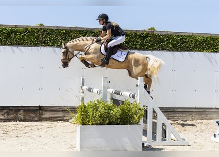 Studbook angloeuropeo, Giumenta, 3 Anni, 145 cm, Palomino