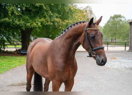 Studbook angloeuropeo, Giumenta, 3 Anni, 163 cm, Baio scuro