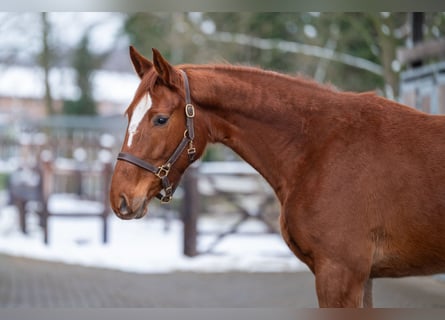 Studbook angloeuropeo, Giumenta, 3 Anni, 166 cm, Sauro