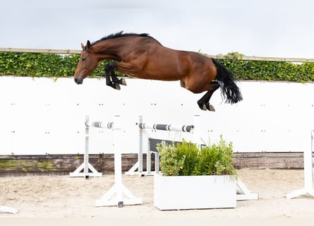 Studbook angloeuropeo, Giumenta, 3 Anni, 169 cm, Baio