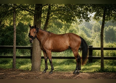 Studbook angloeuropeo, Giumenta, 4 Anni, 160 cm, Baio