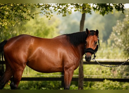 Studbook angloeuropeo, Giumenta, 4 Anni, 160 cm, Baio