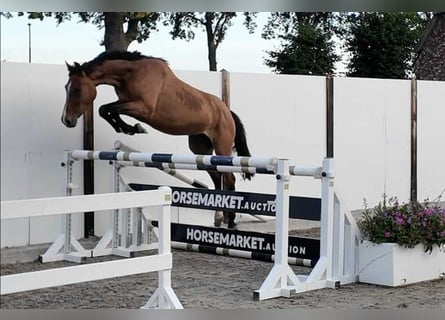 Studbook angloeuropeo, Giumenta, 5 Anni, 158 cm, Baio