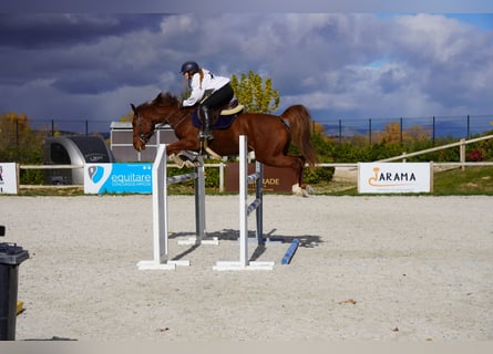 Studbook angloeuropeo, Giumenta, 5 Anni, 163 cm, Sauro