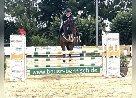 Studbook angloeuropeo, Giumenta, 5 Anni, 165 cm, Baio