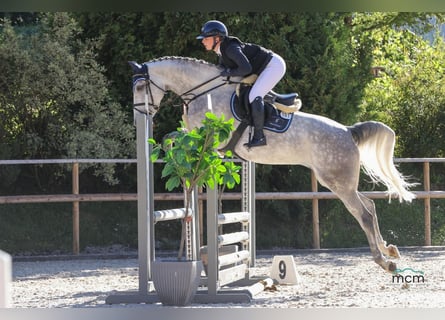 Studbook angloeuropeo, Giumenta, 5 Anni, 168 cm, Grigio