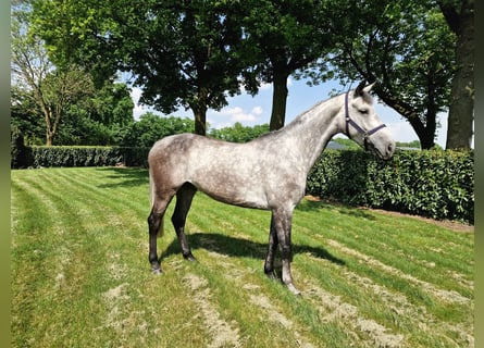 Studbook angloeuropeo, Giumenta, 6 Anni, 164 cm